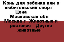 Конь для ребенка или в любительский спорт. › Цена ­ 120 000 - Московская обл., Москва г. Животные и растения » Другие животные   